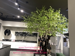 Chậu cây Thạch Nam dáng đẹp  tại tầng 1 số 20 Cát Linh - Đống Đa - Hà Nội
