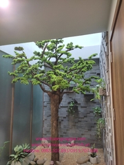 Lắp đặt thi công cây Tùng la hán cổ thụ tại khu đô thị Ecopark Văn Giang - Hưng Yên