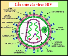 Cấu trúc của virus HIV như thế nào?