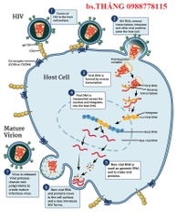 Cơ chế hoạt động sao chép của vi rút HIV