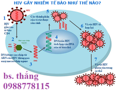 VIRUS HIV NHÂN LÊN TRONG TẾ BÀO NHƯ THẾ NÀO