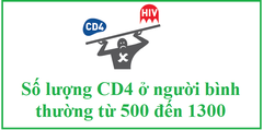 Số lượng CD4 ở người bình thường là bao nhiêu?