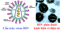 HIV là gì? Đặc điểm cấu tạo virus HIV?