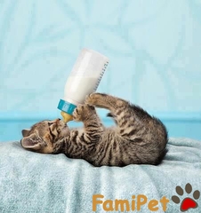Cách cai sữa cho mèo con