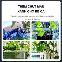 Giỏ nhựa trồng cây thủy canh móc thành hồ