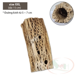 Lũa cholla cactus wood xương rồng