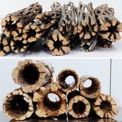 Lũa cholla cactus wood xương rồng