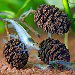 Trái thông Alder Cones (Erlenzapfen Cone)