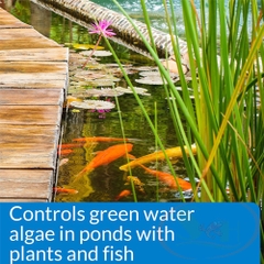 Xử lý tảo API Microbial Algae Clean