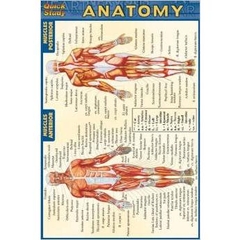 Anatomy (Quickstudy)