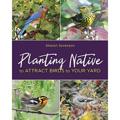 Planting Native to Attract Birds to Your Yard