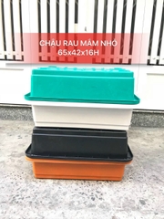 Chậu trồng cây rau mầm