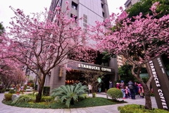 Tiệm Starbucks tuyệt đẹp mùa hoa anh đào ở Đài Loan