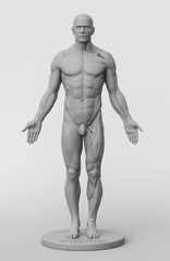 3dtotal Anatomy: male half