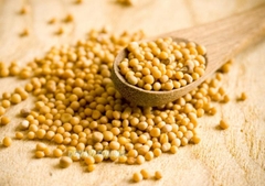 [ 500g ] Hạt Mù Tạt Vàng Yellow Mustard Seed - Nhập khẩu Ấn Độ 100g/500g