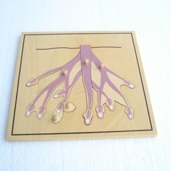 Ghép hình bộ rễ cây