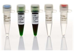 Phusion™ High-Fidelity DNA Polymerase