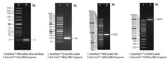 NoLimits Individual DNA Fragments