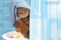 Dịch vụ tắm cho mèo