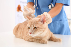 Khám sàng lọc trước khi tiêm phòng cho mèo tại Chien Vet Clinic