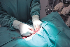 Phẫu thuật cắt túi hậu môn ở chó
