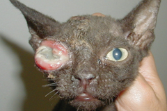 Bệnh Herpesvirus ở mèo