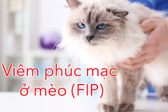 Bệnh viêm phúc mạc truyền nhiễm ở mèo (FIP)