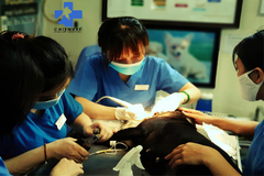Chien Vet Clinic - Nơi chăm sóc răng hàng đầu cho chó mèo