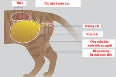 Tắc tiểu ở mèo đực