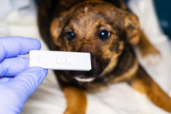 Dịch vụ xét nghiệm các bệnh virus cho chó
