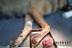 Phẫu thuật khối u chân cho chó