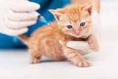 Các loại vaccine nhất thiết và không nhất thiết phải tiêm cho mèo
