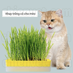 Khay và hạt cỏ trồng cho mèo