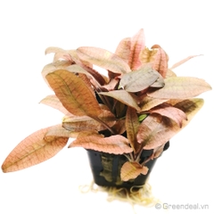 Cryptocoryne Wendtii 