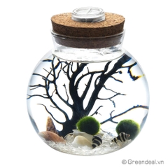 Moss Ball - Marimo