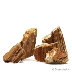 Petrified Wood | Gỗ hóa thạch vàng