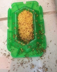 Hộp diệt kiến Super Arinosu Nhật Bản