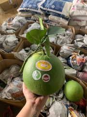 Bưởi Da Xanh Phương Uyên - 1kg