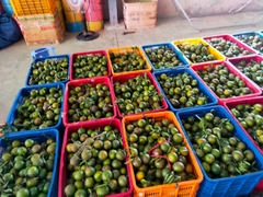 Cam sành Hiếu Liêm - Kiều Farm 1kg