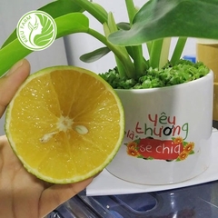 Cam Xoàn Lai Vung Kiều Farm - 1kg