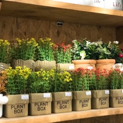 CHẬU HOA PLANT BOX