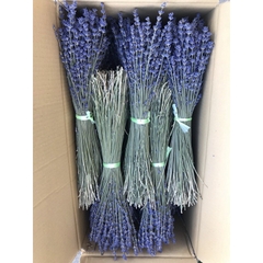 LAVENDER KHÔ GIỐNG ĐẸP LOẠI A (45-50cm)