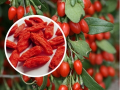 Kỷ tử organic traditions Goji Berries 454 gr