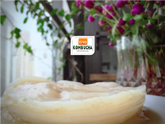 Combo SCOBY ORGANIC 5 MÓN cho người mới làm trà Kombucha ( Giống SCOBY + Nước Mồi + Trà Xanh + Đường Mía + Giấy PH).