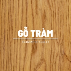 mau Burmese Gold tren go tram