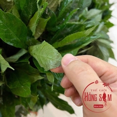 Lá Sâm Ngọc Linh Tươi 1kg