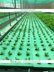 ECO AQUAPONIC - Xốp trồng rau thủy canh