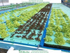 ECO AQUAPONIC - Xốp trồng rau thủy canh