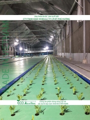 ECO AQUAPONIC - Xốp trồng rau thủy canh