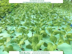 ECO AQUAPONIC - Xốp trồng rau thủy canh